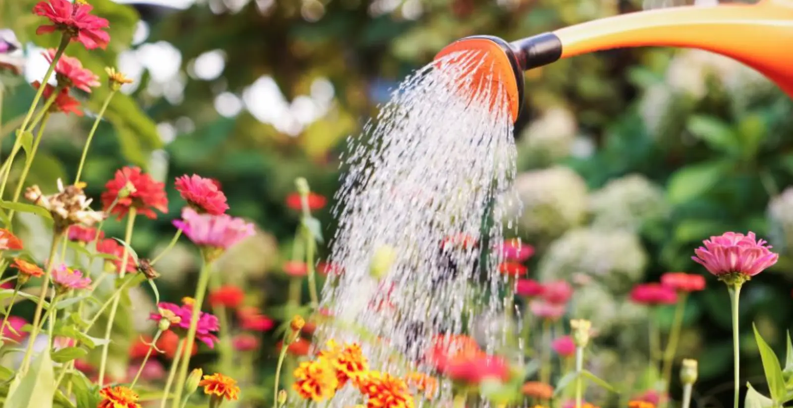 Gießkanne wässert Blumen im Sommer